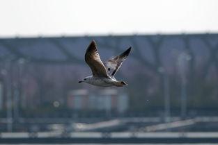 江鸟相关爆料视频 第2张 江鸟相关爆料视频 第2张